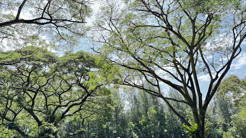 Singapore rain trees canopy in lush urban park setting